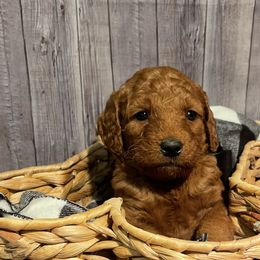 Zulu - Red  Goldendoodle puppy in Chelan, Washington from North Cascades Doodles
