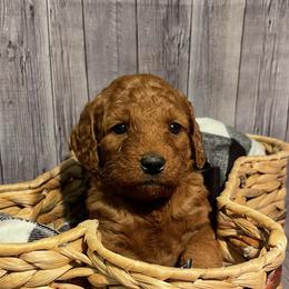 Zulu - Red  Goldendoodle puppy in Chelan, Washington from North Cascades Doodles