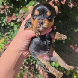 Ace - Black and gold male Yorkshire Terrier puppy in Lakeland, Florida from You Me & The Yorkies