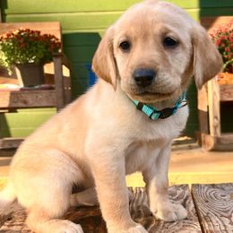 Yellow Girl Light Blue Collar - Yellow female Labrador Retriever puppy in Ozark, Arkansas from Middle Ridge Retrievers