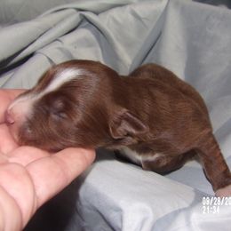 Toy Australian Shepherd Puppies from Cherry Grove Toy Aussies