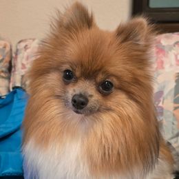 Trinity - Pomeranian