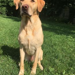 Labrador Retriever All Grown Up from Wanderlust Kennels