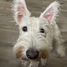Piper - Scottish Terrier