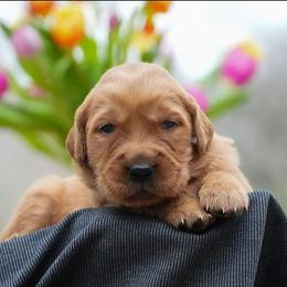 Niall - Dark golden male Golden Retriever puppy in Saint Joe, Indiana from Golden Acres Farm