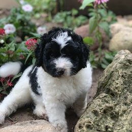 Aussiedoodle Puppies from Crystal Ridge Doodles