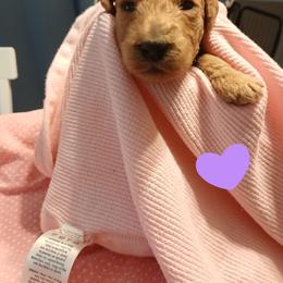 Purple - Apricot female Poodle puppy in Big Rapids, Michigan from Meeker's Ridge Standard Poodles