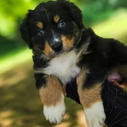 Australian Shepherd Puppies from Kenmont Kennels
