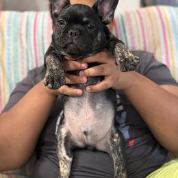 French Bulldog Puppies from Camarra King