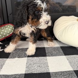 Girl 3 - female Bernedoodle puppy in Apple Valley, California from Doodle Dealers