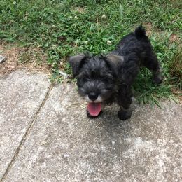 Goldendoodle and Miniature Schnauzer Puppies from Very Special Mini Schnauzers and Goldendoodles