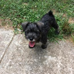 Goldendoodle and Miniature Schnauzer Puppies from Very Special Mini Schnauzers and Goldendoodles