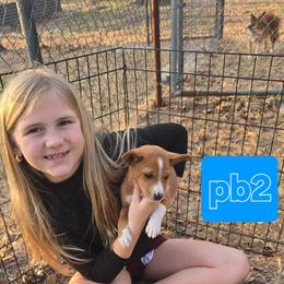 P boy 2 - Red and white male Basenji puppy in Caldwell, Texas from Candyce Witte