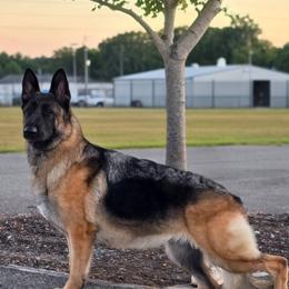 Tia - German Shepherd