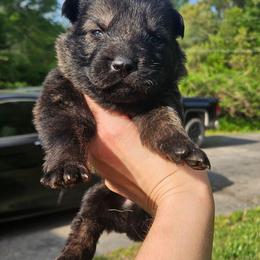 Blue collar - Sable male German Shepherd puppy in Dexter, Missouri from Vom Morris Haus German Shepherds