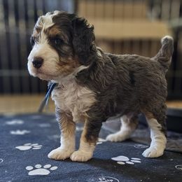 Aussiedoodle and Double Doodle Puppies from Parrish Precious Ones Texas