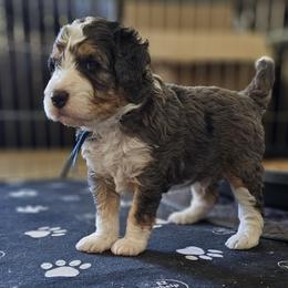 Aussiedoodle and Double Doodle Puppies from Parrish Precious Ones Texas