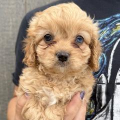 Shelby - Red female Cavapoo puppy in Boardman, Ohio from Taliaferro Kennel