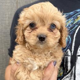 Shelby - Red female Cavapoo puppy in Boardman, Ohio from Taliaferro Kennel