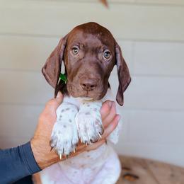Boy 2 - Green - White and liver male German Shorthaired Pointer puppy in Lake City, Fl, Florida from Spradley Springers & GSP's