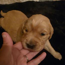 Baby girl pink - Dark golden female Golden Retriever puppy in Clarksville, Tennessee from 255 Goldens