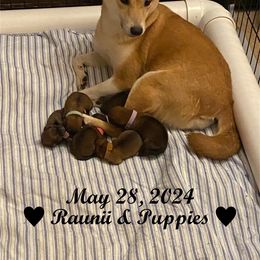 Raunii - Shiba Inu