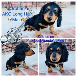 Boy, AKC, black and cream - Black and cream male Dachshund puppy in Carriere, Mississippi from Band Of Doxies