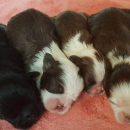 Goldendoodle and Shih Tzu Puppies from Angel Companions Farm