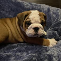 Bulldog Puppies from Southeastern Squishabulls