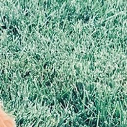 Goldendoodles from Mayes Puppies