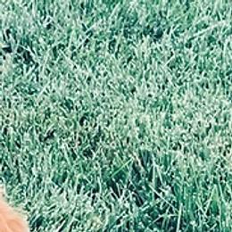 Goldendoodles from Mayes Puppies