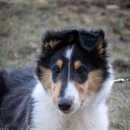 Collie Puppies from High Altitude Collies