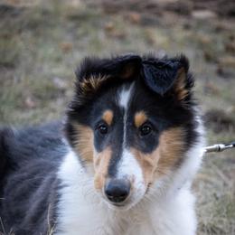 Collie Puppies from High Altitude Collies