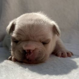 French Bulldog Puppies from Hope Mountain French Bulldogs