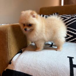 Leena - Orange female Pomeranian puppy in San Antonio, Texas from San Antonio Pomeranian