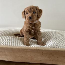 Bernedoodle, Goldendoodle, and Poodle Puppies from Central Valley Canine Companions