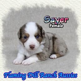 Sayer - Red merle female Toy Australian Shepherd puppy in Forestburg, Texas from Flaming Dill Ranch Aussies