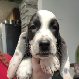 Valentine - Black and white female Basset Hound puppy in Newton Grove, North Carolina from MGA Basset Hound