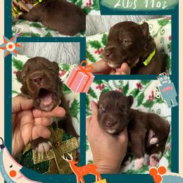 Mahogany - Red and white male Siberian Husky puppy in Florence, Kentucky from Moonlight Howl Huskies