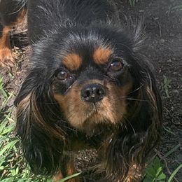 Cavalier King Charles Spaniels from Animal Encore’s Cavalier King Charles Spaniels
