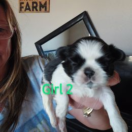 Shih Tzu Puppies from Karen Elliott