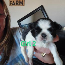 Shih Tzu Puppies from Karen Elliott