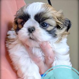 Boy 2 - male Shih Tzu puppy in Orient, Ohio from Forever Friends Shih-Tzu