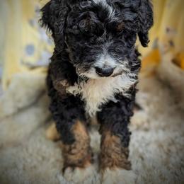 Bernedoodle and Goldendoodle Puppies from Sammy's puppies