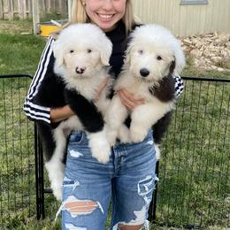 Old English Sheepdog Puppies from Heavinly Blessings Farm Pups - Old English Sheepdog Puppies