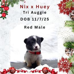 Red male - Black and tan male American Corgi puppy in Campbellsburg, Indiana from Kates Corgis