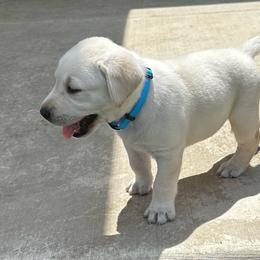 Light Blue - Yellow male Labrador Retriever puppy in Eagle Point, Oregon from Stonegate Labradors