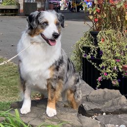 Halo - Miniature American Shepherd