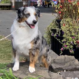 Halo - Miniature American Shepherd
