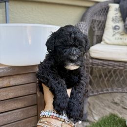 Girl 3 - Black female Portuguese Water Dog puppy in California from Lukos Portuguese Water Dogs